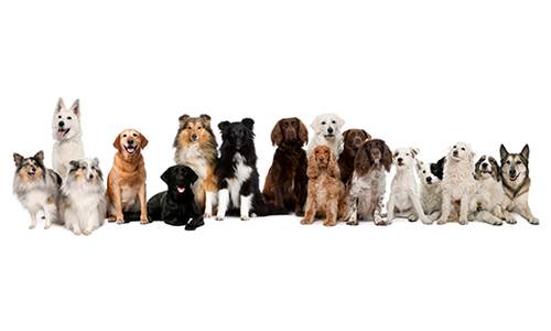 istock-175769858-more-dogs
